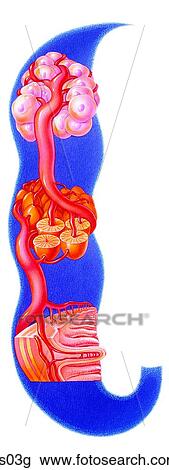 Drawing - How nutrients travel through your body.. Fotosearch