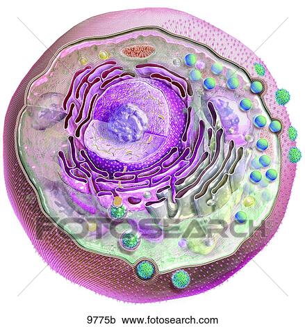 How Viruses Infect Cells Unlabeled View Large Illustration Clipart - How Viruses Infect Cells Unlabeled. Fotosearch