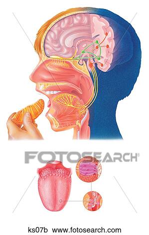 How You Taste Things: From taste buds to taste receptor cells to signaling on the brain. View Large Illustration Clipart - How You Taste Things: From taste buds to taste receptor cells to signaling on the brain.. Fotosearch