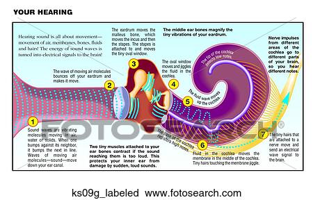 How your hearing works. Shows and describes steps of sound waves all the way to sending the signal to the brain. View Large Illustration Clip Art - How your hearing works. Shows and describes steps of sound waves all the way to sending the signal to the brain.. Fotosearch