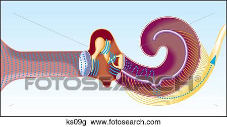 How your hearing works. Shows steps of sound waves all the way to sending the signal to the brain. View Large Illustration Drawing - How your hearing works. Shows steps of sound waves all the way to sending the signal to the brain.. Fotosearch