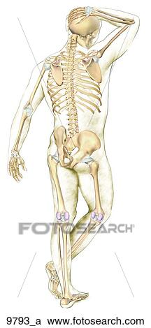 Human Figure with Joint Highlights Unlabeled View Large Illustration Clipart - Human Figure with Joint Highlights Unlabeled. Fotosearch