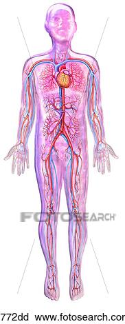 Human Figure with Veins, Arteries and Heart Unlabeled View Large Illustration Clip Art - Human Figure with Veins, Arteries and Heart Unlabeled. Fotosearch