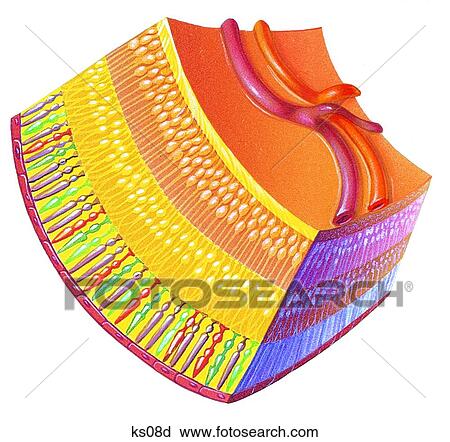 Inner layer of the retina. View Large Illustration Clip Art - Inner layer of the retina.. Fotosearch