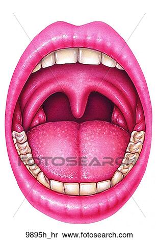 Inner Lip Anatomy - Anatomy Book