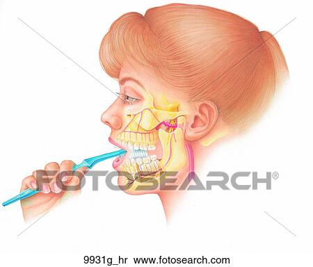 Stock Illustration - Innervation and Blood Supply Around Teeth Unlabeled. Fotosearch