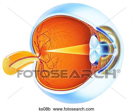 Inside the eye - shows the fovea, optic disk and optic nerve. View Large Illustration Clipart - Inside the eye - shows the fovea, optic disk and optic nerve.. Fotosearch