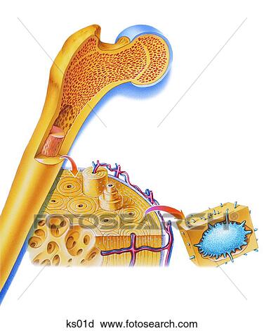Clipart of Inside your bones - shows cartilage down to bone cell. ks01d