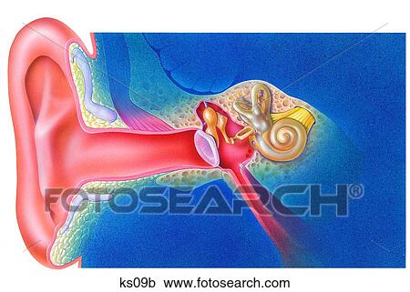 Clipart - Inside your ear - inner ear anatomy.. Fotosearch