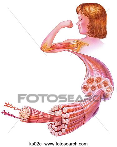 Inside your muscles - shows fasicles, muscle fibers, myofibril and filaments. View Large Illustration Clip Art - Inside your muscles - shows fasicles, muscle fibers, myofibril and filaments.. Fotosearch