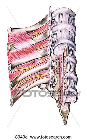 Clip Art - Intercostal Nerves Unlabeled. Fotosearch