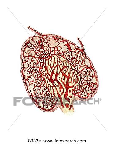 Internal Iliac Lymph Node Unlabeled View Large Illustration Clip Art - Internal Iliac Lymph Node Unlabeled. Fotosearch