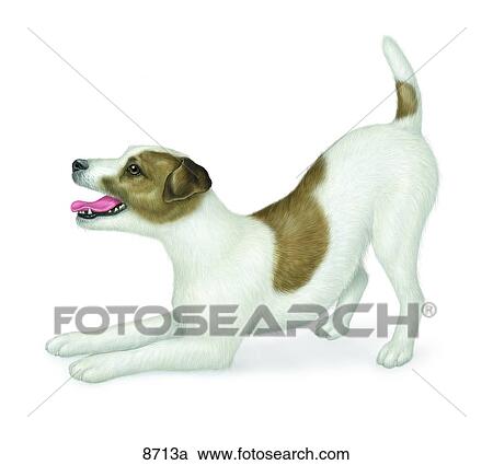 Jack Russell Terrier Unlabeled View Large Illustration Clipart - Jack Russell Terrier Unlabeled. Fotosearch