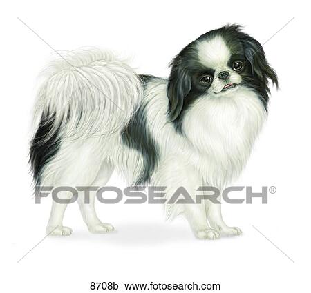 Japanese Chin Unlabeled View Large Illustration Clipart - Japanese Chin Unlabeled. Fotosearch
