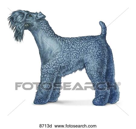 Kerry Blue Terrier Unlabeled View Large Illustration Clip Art - Kerry Blue Terrier Unlabeled. Fotosearch