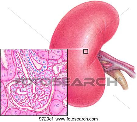 Kidney with Inset of Microscopic View Unlabeled View Large Illustration Clip Art - Kidney with Inset of Microscopic View Unlabeled. Fotosearch