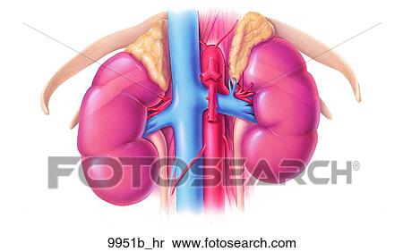 Stock Illustration - Kidneys and Surrounding Structures Unlabeled. Fotosearch