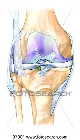 Clip Art - Knee Joint Anterior View (Patella Removed) Unlabeled. Fotosearch