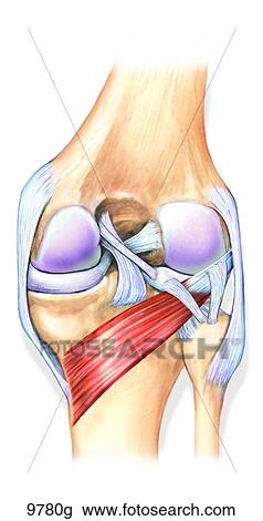 Knee Joint Posterior View Unlabeled View Large Illustration Drawing - Knee Joint Posterior View Unlabeled. Fotosearch