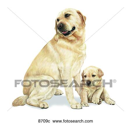 Clipart - Labrador Retriever Unlabeled. Fotosearch