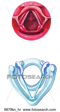 Laryngeal Deep Inspiration Unlabeled View Large Illustration Stock Illustration - Laryngeal Deep Inspiration Unlabeled. Fotosearch