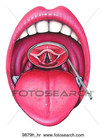 Laryngeal Function Mirror View Unlabeled View Large Illustration Stock Illustration - Laryngeal Function Mirror View Unlabeled. Fotosearch