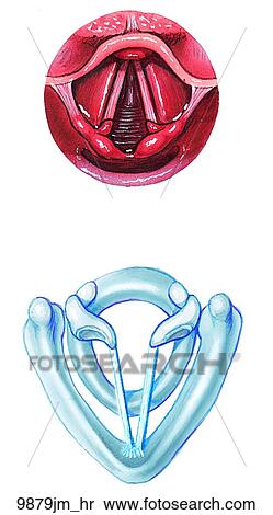 Laryngeal Inspiration Unlabeled View Large Illustration Stock Illustration - Laryngeal Inspiration Unlabeled. Fotosearch