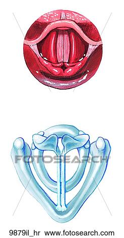 Laryngeal Phonation Unlabeled View Large Illustration Stock Illustration - Laryngeal Phonation Unlabeled. Fotosearch