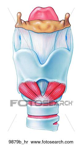 Larynx Anterior View Unlabeled Stock Illustration | 9879b_hr | Fotosearch