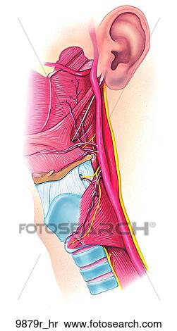 Stock Illustration - Larynx Deep Side View Unlabeled. Fotosearch