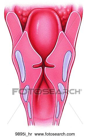 Stock Illustration - Larynx Posterior View Unlabeled. Fotosearch