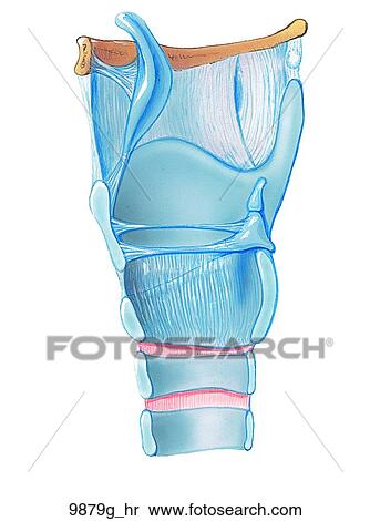 Stock Illustration - Larynx Sagittal Section Unlabeled. Fotosearch