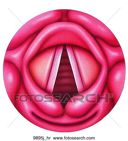 Stock Illustration - Larynx Showing Inspiration Unlabeled. Fotosearch