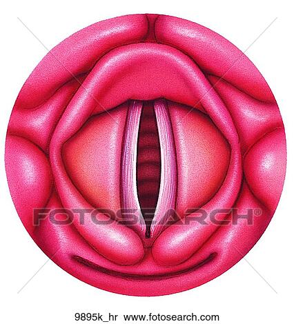 Larynx Showing Phonation Unlabeled View Large Illustration Stock Illustration - Larynx Showing Phonation Unlabeled. Fotosearch