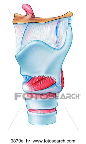 Larynx Side View Unlabeled View Large Illustration Stock Illustration - Larynx Side View Unlabeled. Fotosearch
