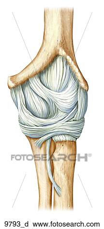 Left Elbow Ligaments Anterior Unlabeled View Large Illustration Clip Art - Left Elbow Ligaments Anterior Unlabeled. Fotosearch