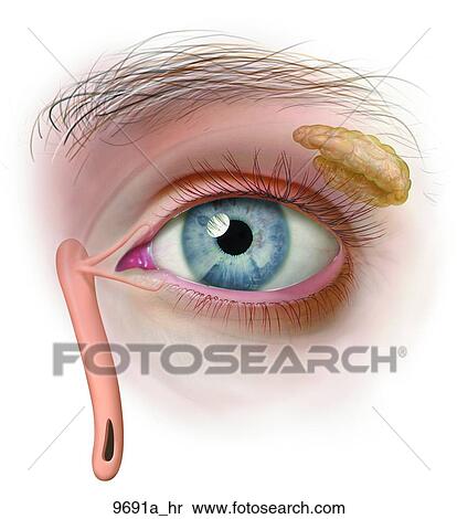 Left Eye Outer Anatomy Unlabeled View Large Illustration Stock Illustration - Left Eye Outer Anatomy Unlabeled. Fotosearch