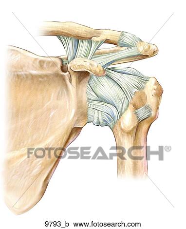 Left Shoulder Ligaments Anterior Unlabeled Clipart 9793 B Fotosearch