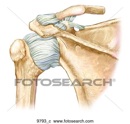 Left Shoulder Ligaments Posterior Unlabeled View Large Illustration Clipart - Left Shoulder Ligaments Posterior Unlabeled. Fotosearch