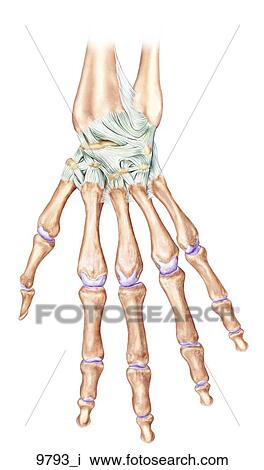 Left Wrist Superficial Dorsal Unlabeled View Large Illustration Drawing - Left Wrist Superficial Dorsal Unlabeled. Fotosearch