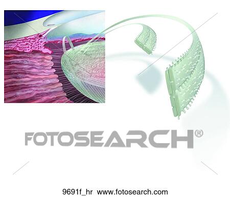Stock Illustration - Lens of Eye Unlabeled. Fotosearch