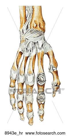 Stock Illustration - Ligaments of the Right Hand (Dorsal View) Unlabeled. Fotosearch