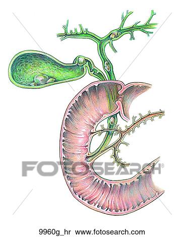 Stock Illustration - Liver Duct System with Gallstones Unlabeled. Fotosearch