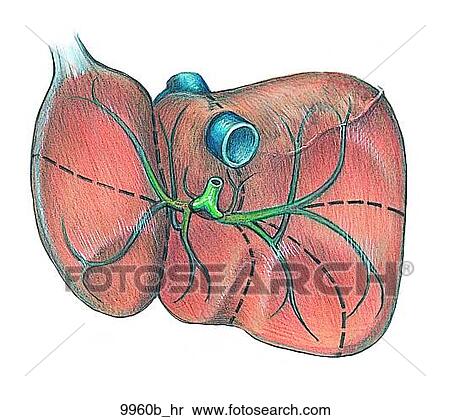 Liver Segments Visceral View with Biliary Draining Areas Unlabeled View Large Illustration Stock Illustration - Liver Segments Visceral View with Biliary Draining Areas Unlabeled. Fotosearch