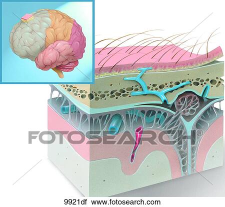 Clip Art - Lobes of Brain and Meninges and Venous Sinuses Unlabeled. Fotosearch