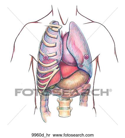 Location of Liver Unlabeled View Large Illustration Stock Illustration - Location of Liver Unlabeled. Fotosearch