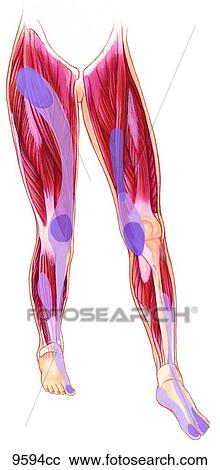 Lower Extremity Trigger Points: Adductor Longus to Adductor Hallucis Unlabeled View Large Illustration Clipart - Lower Extremity Trigger Points: Adductor Longus to Adductor Hallucis Unlabeled. Fotosearch