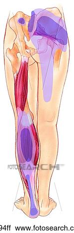 Clip Art - Lower Extremity Trigger Points: Soleus and Piriformis Unlabeled. Fotosearch