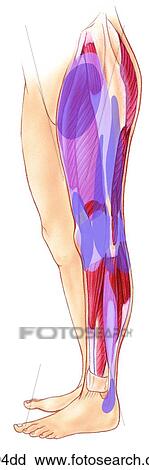 Lower Extremity Trigger Points: Tensor Fascia Lata to Peroneus Longus Unlabeled View Large Illustration Clip Art - Lower Extremity Trigger Points: Tensor Fascia Lata to Peroneus Longus Unlabeled. Fotosearch