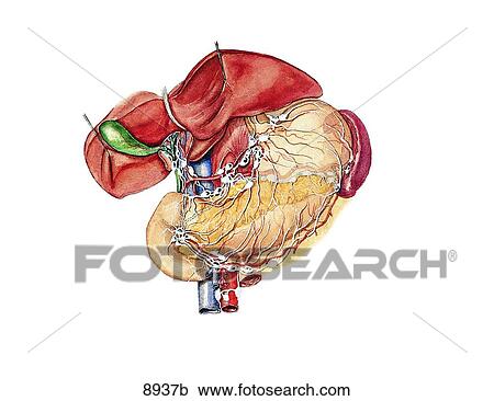 Lymph Vessels and Nodes of the Stomach, Pancreas, Spleen and Biliary Tract Unlabeled View Large Illustration Clipart - Lymph Vessels and Nodes of the Stomach, Pancreas, Spleen and Biliary Tract Unlabeled. Fotosearch